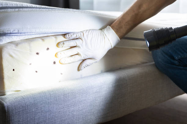 Reliable Wayne City, IL Pest Control Solutions